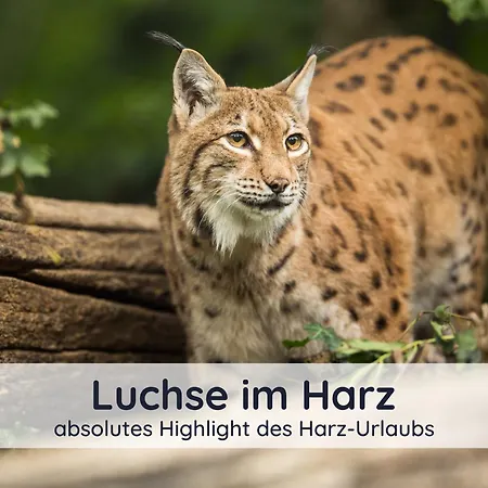 Der Fuchsbau - 3 Blockhaeuser Bad Sachsa